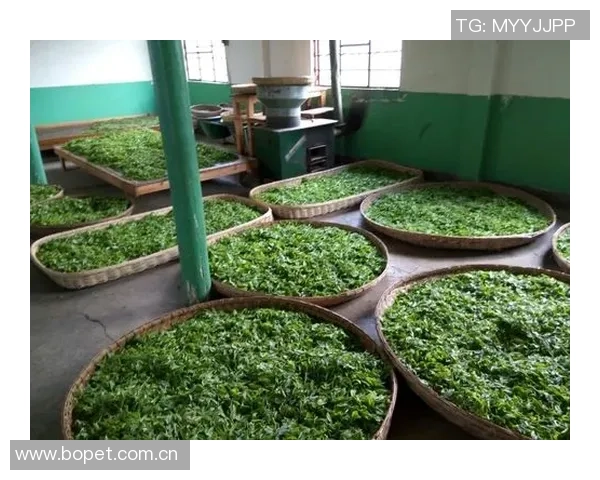 绿色世界杯的环保承诺与实践面临的挑战与机遇分析